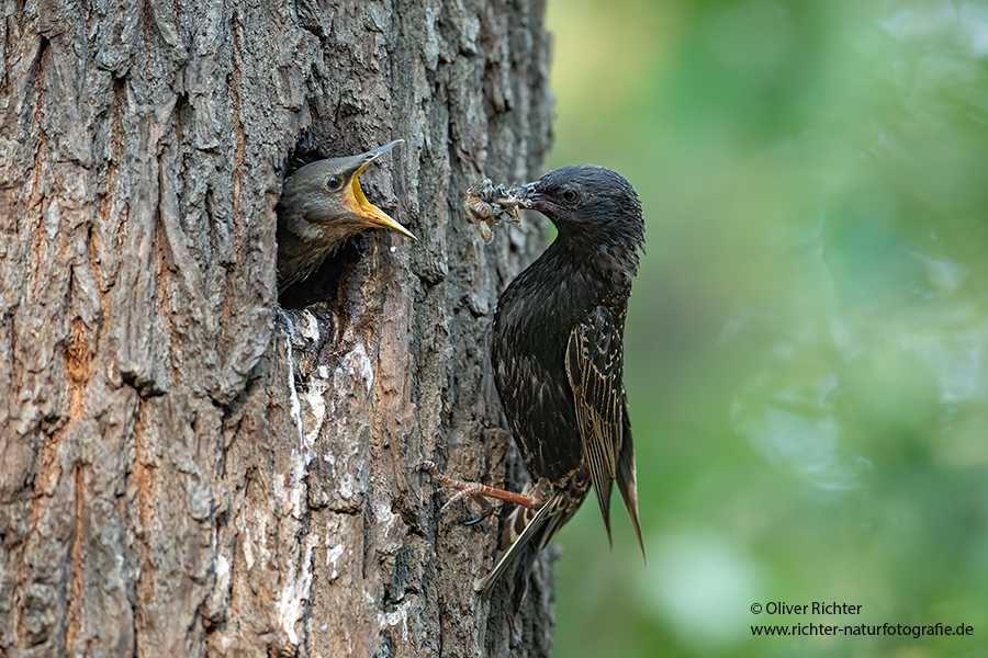 Stare am Abendhimmel - Sturnus vulgaris, Starenformation, Sammlung der Stare, Star, Schwarm, Starenschwarm, Sachsen, Voegel, Vogel, Singvogel, Singvoegel