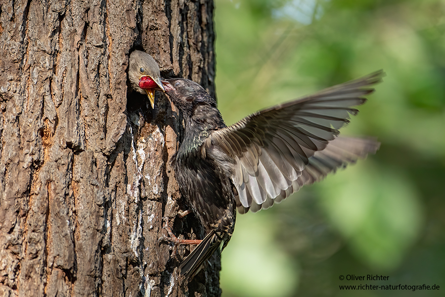 Stare am Abendhimmel - Sturnus vulgaris, Starenformation, Sammlung der Stare, Star, Schwarm, Starenschwarm, Sachsen, Voegel, Vogel, Singvogel, Singvoegel