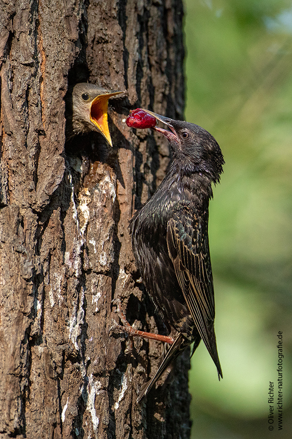Stare am Abendhimmel - Sturnus vulgaris, Starenformation, Sammlung der Stare, Star, Schwarm, Starenschwarm, Sachsen, Voegel, Vogel, Singvogel, Singvoegel