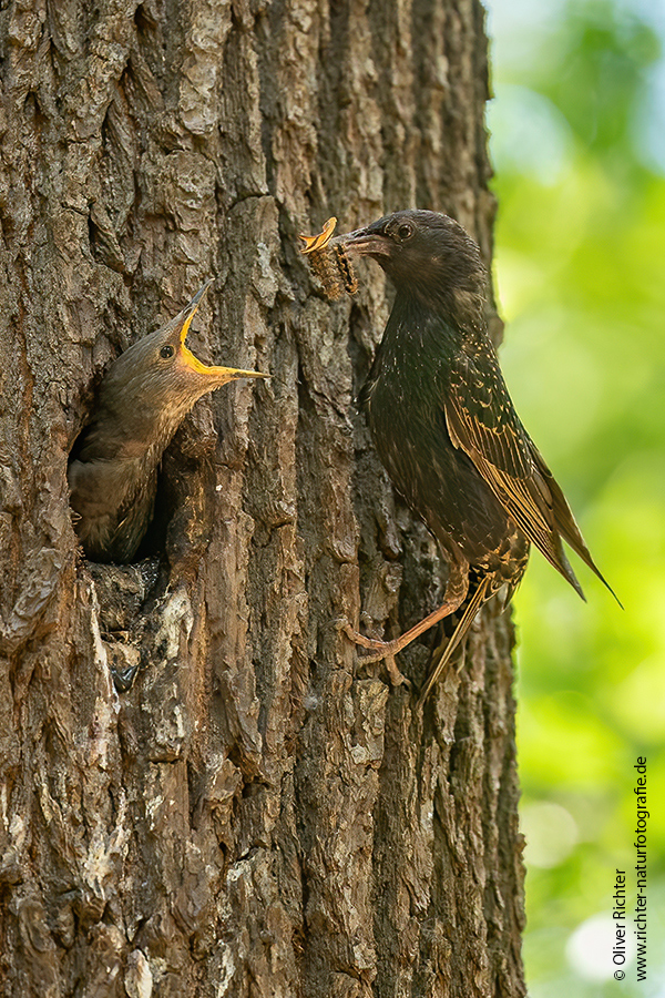 Stare am Abendhimmel - Sturnus vulgaris, Starenformation, Sammlung der Stare, Star, Schwarm, Starenschwarm, Sachsen, Voegel, Vogel, Singvogel, Singvoegel