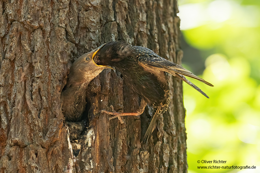 Stare am Abendhimmel - Sturnus vulgaris, Starenformation, Sammlung der Stare, Star, Schwarm, Starenschwarm, Sachsen, Voegel, Vogel, Singvogel, Singvoegel