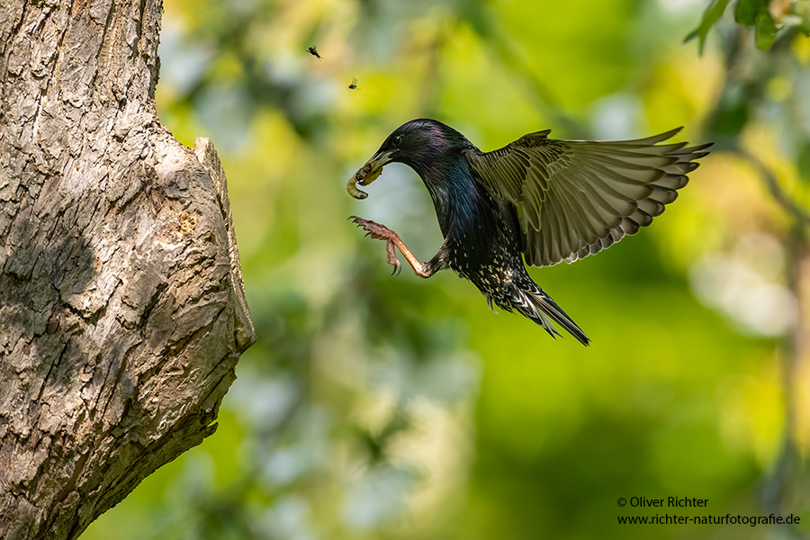 Stare am Abendhimmel - Sturnus vulgaris, Starenformation, Sammlung der Stare, Star, Schwarm, Starenschwarm, Sachsen, Voegel, Vogel, Singvogel, Singvoegel