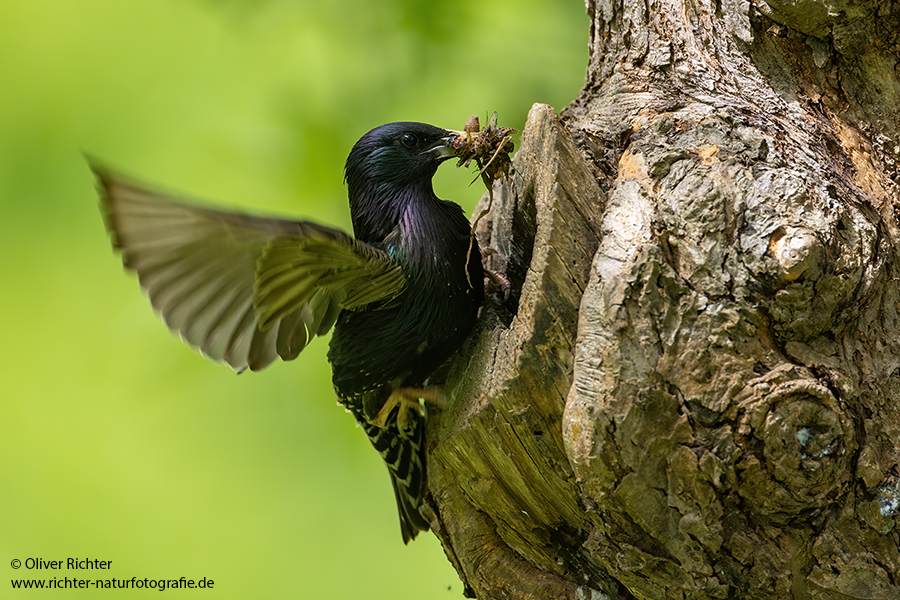 Stare am Abendhimmel - Sturnus vulgaris, Starenformation, Sammlung der Stare, Star, Schwarm, Starenschwarm, Sachsen, Voegel, Vogel, Singvogel, Singvoegel