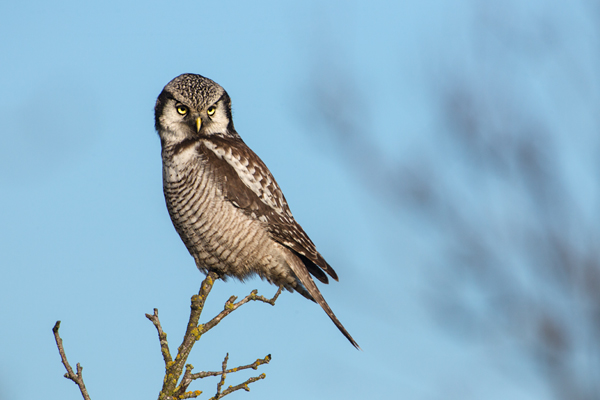 Sperbereule - Surnia ulula Jagd, Maus, Mauese, Wintergast, Sachsen, Eule, Vogel, Voegel, Strigiformes, Surnia, Sperbereule beim Jagen, Eulen