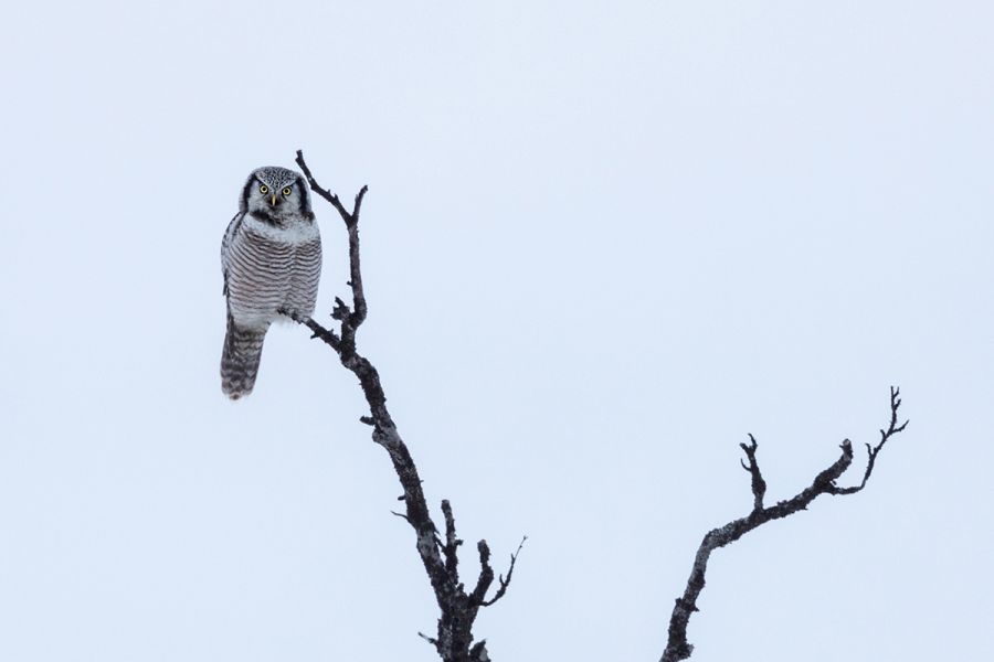 Sperbereule - Surnia ulula Jagd, Maus, Mauese, Wintergast, Sachsen, Eule, Vogel, Voegel, Strigiformes, Surnia, Sperbereule beim Jagen, Eulen