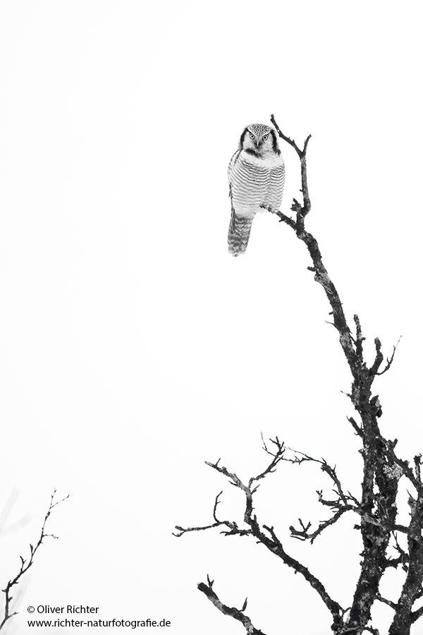 perbereule - Surnia ulula Jagd, Maus, Mauese, Wintergast, Sachsen, Eule, Vogel, Voegel, Strigiformes, Surnia, Sperbereule beim Jagen, Eulen