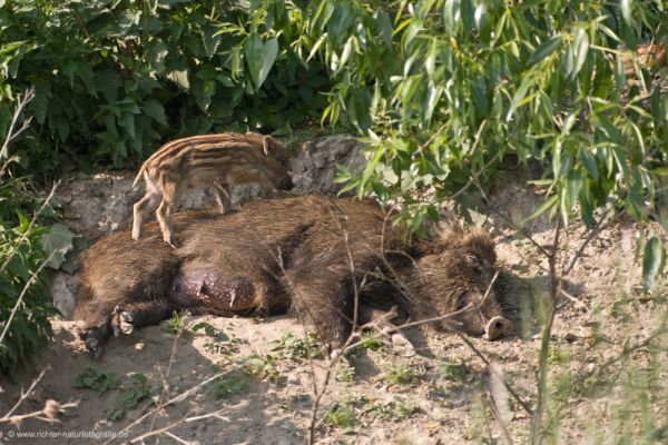 Wildschweine - Bache mit Frischling - Sus scrofa