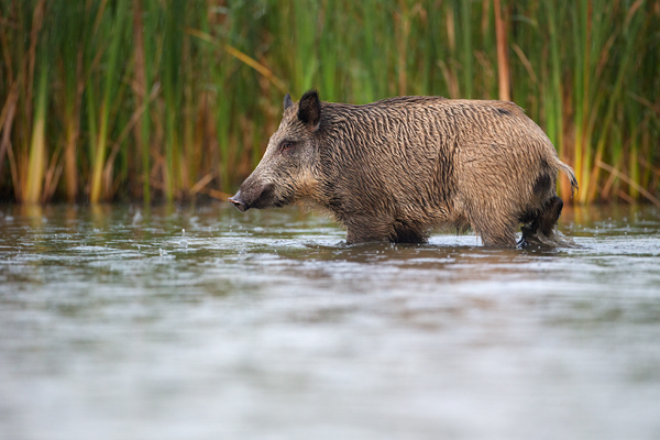 Wildschwein, Bache, Sus scrofa, wild_boar, wildschwein, bache, sachsen, saeugetiere, paarhufer, schweineartige, sus, sus_scrofa, suidae, suina, artiodactyla, laurasiatheria, echte_schweine, muldental, grimma, allesfresser, suhle, frischen, frischlinge, keiner, Frischlingskeiler, Überläuferkeiler 