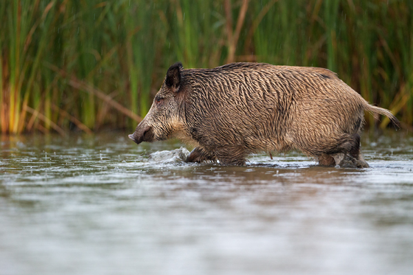 Wildschwein, Bache, Sus scrofa, wild_boar, wildschwein, bache, sachsen, saeugetiere, paarhufer, schweineartige, sus, sus_scrofa, suidae, suina, artiodactyla, laurasiatheria, echte_schweine, muldental, grimma, allesfresser, suhle, frischen, frischlinge, keiner, Frischlingskeiler, Überläuferkeiler 