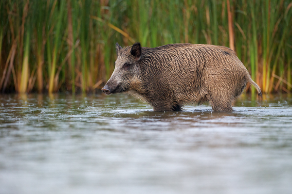 Wildschwein, Bache, Sus scrofa, wild_boar, wildschwein, bache, sachsen, saeugetiere, paarhufer, schweineartige, sus, sus_scrofa, suidae, suina, artiodactyla, laurasiatheria, echte_schweine, muldental, grimma, allesfresser, suhle, frischen, frischlinge, keiner, Frischlingskeiler, Überläuferkeiler 