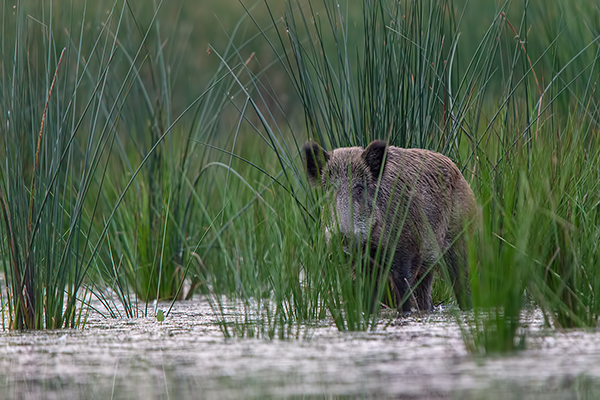 Wildschwein, Bache, Sus scrofa, wild_boar, wildschwein, bache, sachsen, saeugetiere, paarhufer, schweineartige, sus, sus_scrofa, suidae, suina, artiodactyla, laurasiatheria, echte_schweine, muldental, grimma, allesfresser, suhle, frischen, frischlinge, keiner, Frischlingskeiler, Überläuferkeiler 