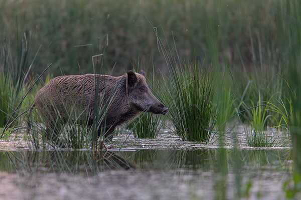 Wildschwein, Bache, Sus scrofa, wild_boar, wildschwein, bache, sachsen, saeugetiere, paarhufer, schweineartige, sus, sus_scrofa, suidae, suina, artiodactyla, laurasiatheria, echte_schweine, muldental, grimma, allesfresser, suhle, frischen, frischlinge, keiner, Frischlingskeiler, Überläuferkeiler 
