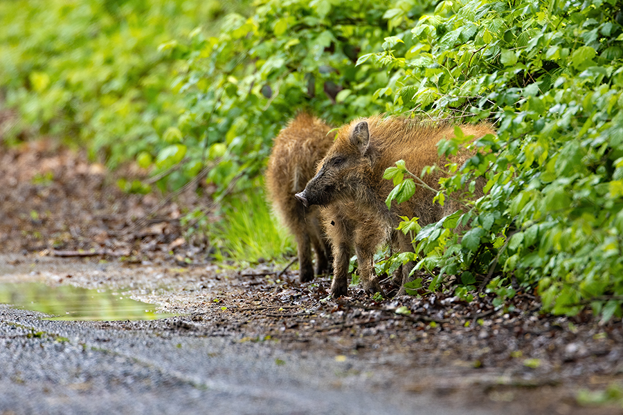 Wildschwein, Bache, Sus scrofa, wild_boar, wildschwein, bache, sachsen, saeugetiere, paarhufer, schweineartige, sus, sus_scrofa, suidae, suina, artiodactyla, laurasiatheria, echte_schweine, muldental, grimma, allesfresser, suhle, frischen, frischlinge, keiner, Frischlingskeiler, Überläuferkeiler, Kessel