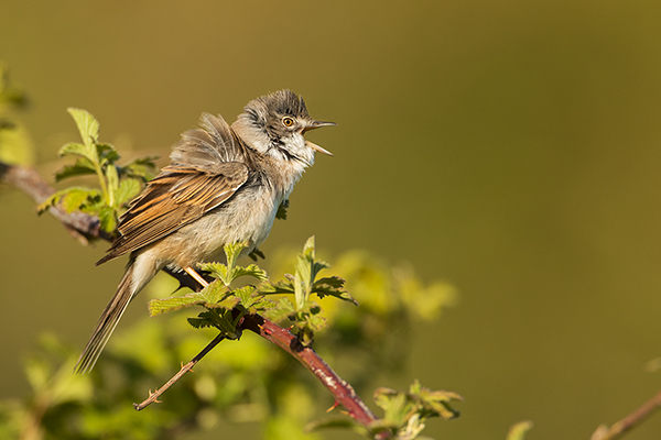 Dorngrasmuecke - Sylvia communis, Muecke, Muecken,  Sylviidae,, Singvoegel, Vogel, Sylvia, Grasmueckenartige, Grimma, Muldental, Voegel, Sachsen,