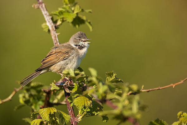 Dorngrasmuecke - Sylvia communis, Muecke, Muecken,  Sylviidae,, Singvoegel, Vogel, Sylvia, Grasmueckenartige, Grimma, Muldental, Voegel, Sachsen,