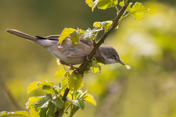 Dorngrasmuecke - Sylvia communis, Muecke, Muecken,  Sylviidae,, Singvoegel, Vogel, Sylvia, Grasmueckenartige, Grimma, Muldental, Voegel, Sachsen,