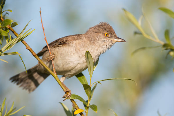Sperbergrasmuecke - Sylvia nisoria Grasmuecken Singvoegel Voegel Sachsen-Anhalt Grauschmiege Sperlingsvoegel Sperber