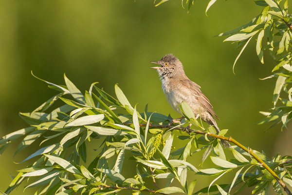 Sperbergrasmuecke - Sylvia nisoria Grasmuecken Singvoegel Voegel Sachsen-Anhalt Grauschmiege Sperlingsvoegel Sperber