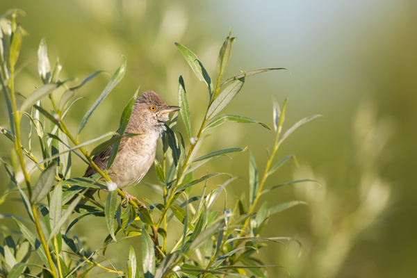 Sperbergrasmuecke - Sylvia nisoria Grasmuecken Singvoegel Voegel Sachsen-Anhalt Grauschmiege Sperlingsvoegel Sperber