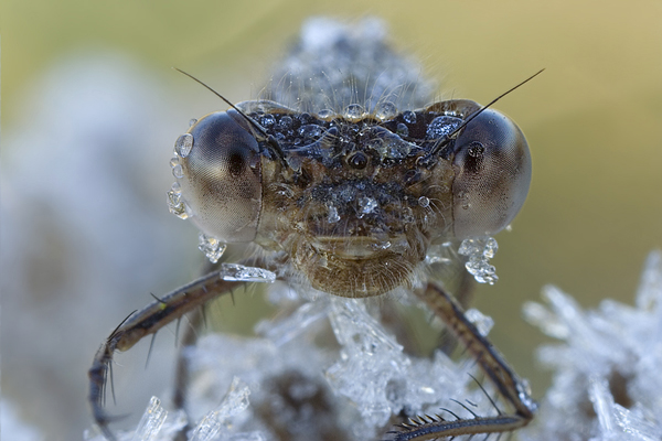 Gemeine Winterlibelle - Sympecma fusca