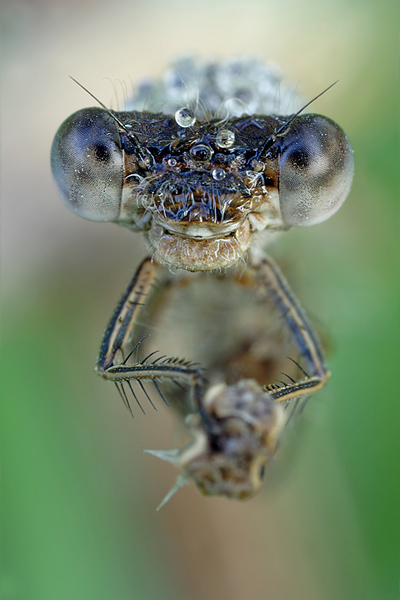 Gemeine Winterlibelle - Sympecma fusca