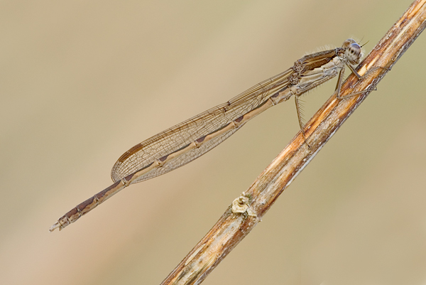 Gemeine Winterlibelle - Sympecma fusca