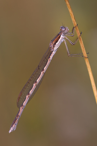 Gemeine Winterlibelle - Sympecma fusca