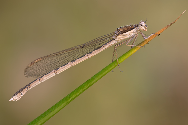 Gemeine Winterlibelle - Sympecma fusca - Weibchen