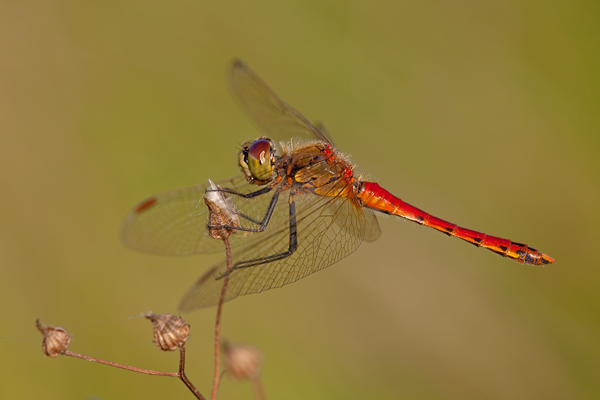 Sumpf-Heidelibelle - Sympetrum depressiusculum - Maennchen - Heidelibellen - Segellibellen