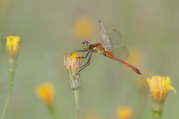 Sumpf-Heidelibelle - Sympetrum depressiusculum - Maennchen - Heidelibellen - Segellibellen Odonata Insekten Libellen Großlibellen