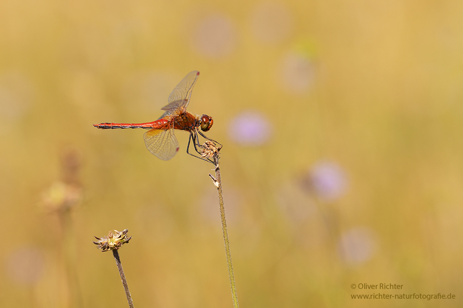 Gefleckte Heidelibelle - Sympetrum flaveolum - Heidelibelle - Libellen - Sachsen - Odonata - Segellibellen - Maennchen