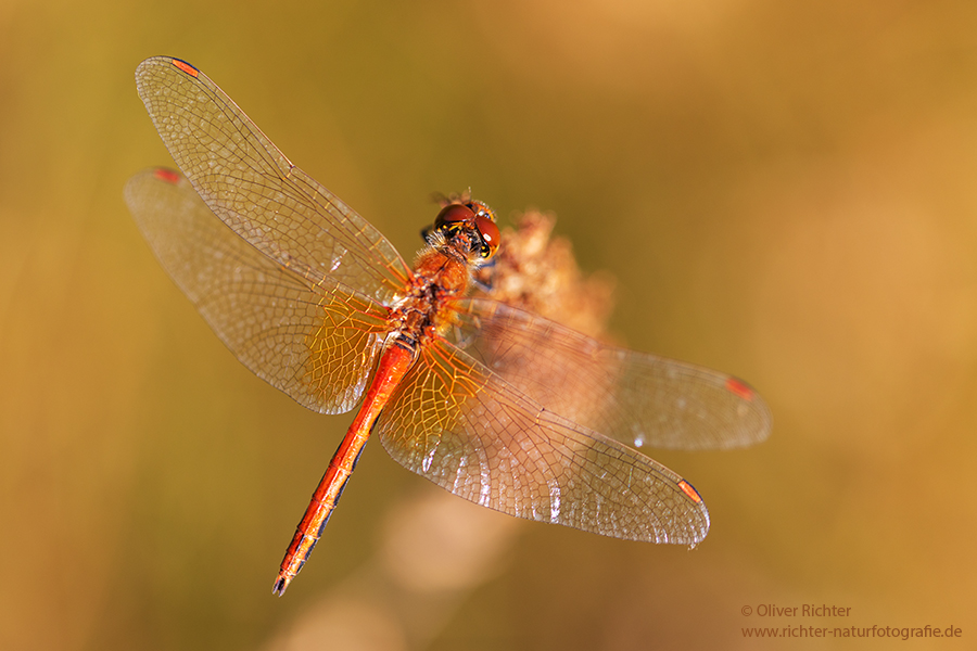 Gefleckte Heidelibelle - Sympetrum flaveolum - Heidelibelle - Libellen - Sachsen - Odonata - Segellibellen - Maennchen