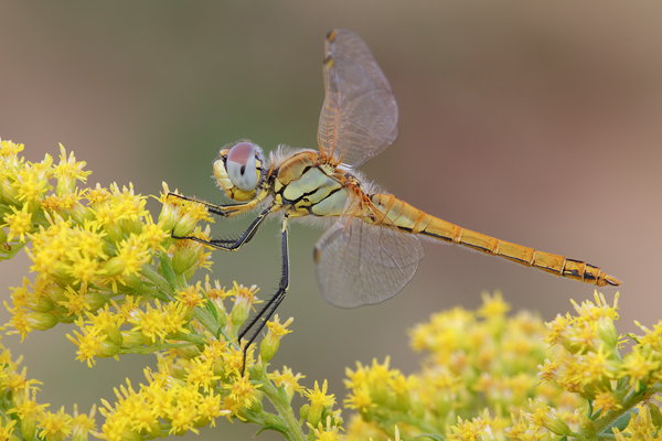 Fruehe Heidelibelle - Sympetrum fonsolombii Segellibellen Libellen Insekten Odonata Großlibellen Sachsen Grimma Muldental Sympetrum Heidelibellen Maennchen junges Maennchen