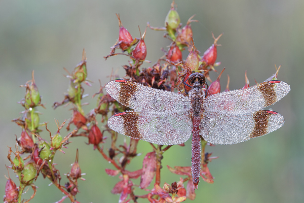 Gebaenderte Heidelibelle - Sympetrum pedemontanum - Maennchen- Heidelibelle - pedemontanum Odonata Großlibellen Libellen Segellibellen Heidelibellen