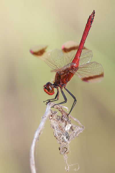 Gebaenderte Heidelibelle - Sympetrum pedemontanum - Obeliskstellung ObeliskMaennchen- Heidelibelle - pedemontanum Odonata Großlibellen Libellen Segellibellen Heidelibellen Bach Sachsen Muldental 