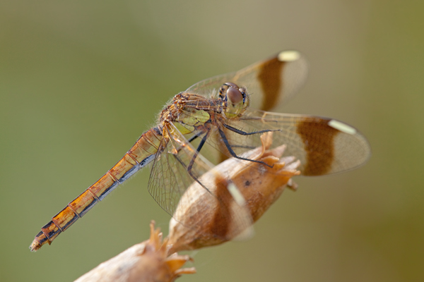 Gebaenderte Heidelibelle - Sympetrum pedemontanum - Weibchen - Heidelibelle - pedemontanum 