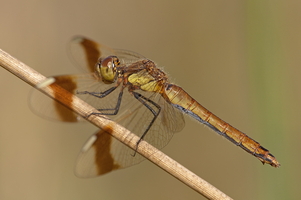 Gebaenderte Heidelibelle - Sympetrum pedemontanum - Weibchen - Sachsen - Heidelibelle - pedemontanum 
