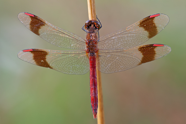 Gebaenderte Heidelibelle - Sympetrum pedemontanum - Maennchen - Heidelibelle - pedemontanum 