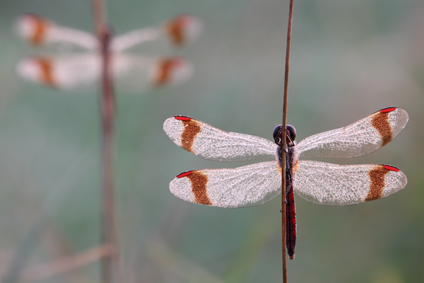 Gebaenderte Heidelibelle - Sympetrum pedemontanum - Weibchen - Heidelibelle - pedemontanum Odonata Großlibellen Libellen Segellibellen Heidelibellen