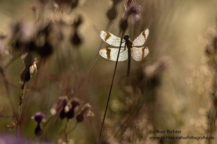 Gebaenderte Heidelibelle - Sympetrum pedemontanum - Weibchen - Heidelibelle - pedemontanum Odonata Großlibellen Libellen Segellibellen Heidelibellen