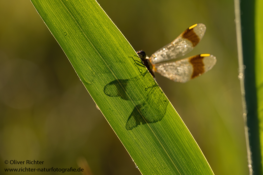 Gebaenderte Heidelibelle - Sympetrum pedemontanum - Weibchen - Heidelibelle - pedemontanum Odonata Großlibellen Libellen Segellibellen Heidelibellen