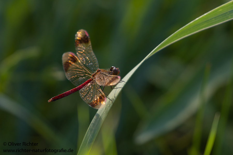 Gebaenderte Heidelibelle - Sympetrum pedemontanum - Weibchen - Heidelibelle - pedemontanum Odonata Großlibellen Libellen Segellibellen Heidelibellen
