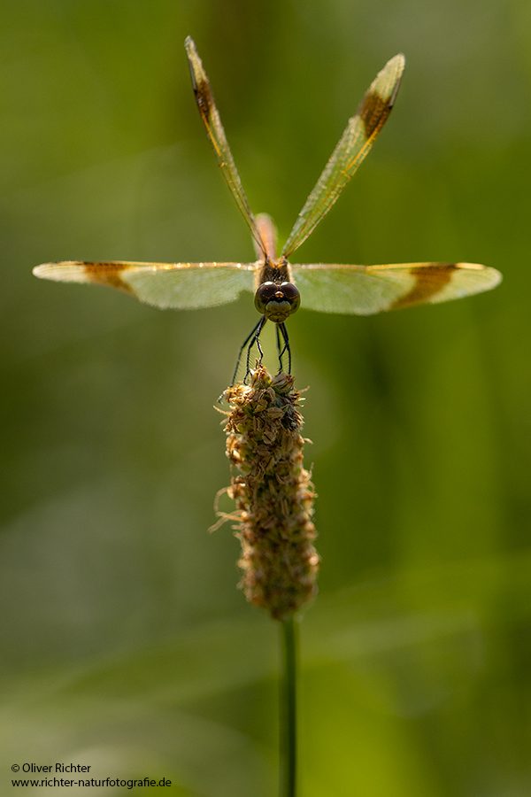 Gebaenderte Heidelibelle - Sympetrum pedemontanum - Weibchen - Heidelibelle - pedemontanum Odonata Großlibellen Libellen Segellibellen Heidelibellen