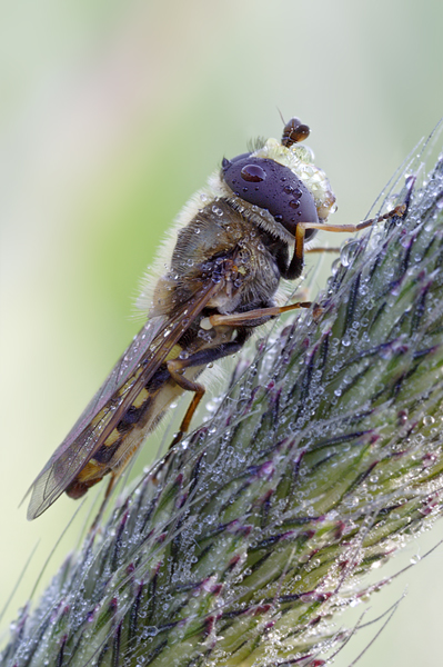 Schwebfliege