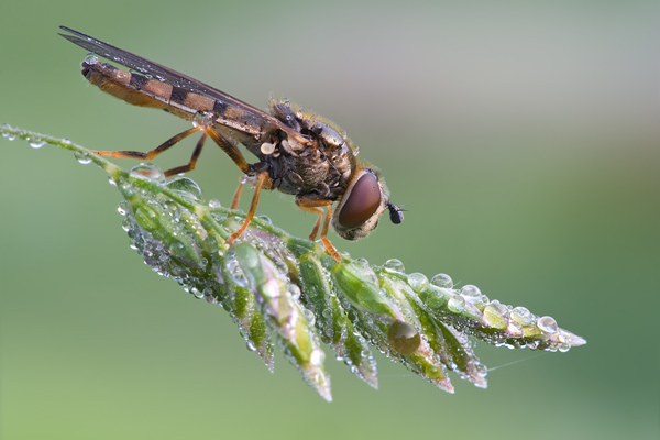 Schwebfliege - Syrphidae