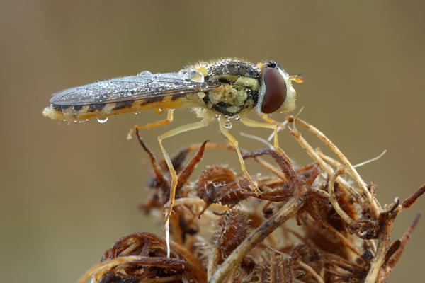 Schwebfliege