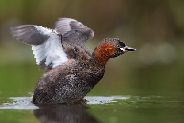 Zwergtaucher - Tachybaptus ruficollis Lappentaucher Taucher Sachsen Voegel Zwergtaucher in Sachsen Prachtkleid Balz Paarung Nestbau Nest 