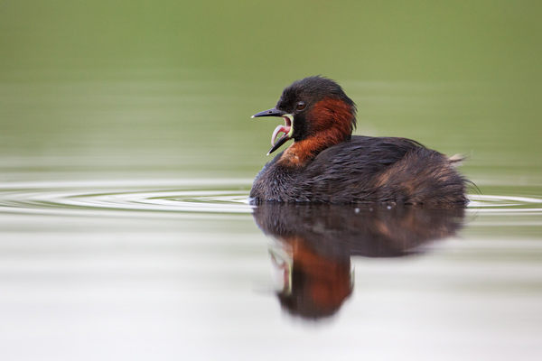 Zwergtaucher - Tachybaptus ruficollis Lappentaucher Taucher Sachsen Voegel Zwergtaucher in Sachsen Prachtkleid Balz Paarung Nestbau Nest 