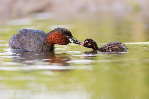 Zwergtaucher - Tachybaptus ruficollis Lappentaucher Taucher Sachsen Voegel Zwergtaucher in Sachsen Prachtkleid Balz Paarung Nestbau Nest, Fütterung der Jungen, Zwergtaucher füttert Junges