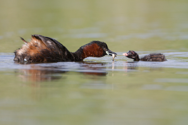 Zwergtaucher - Tachybaptus ruficollis Lappentaucher Taucher Sachsen Voegel Zwergtaucher in Sachsen Prachtkleid Balz Paarung Nestbau Nest, Fütterung der Jungen, Zwergtaucher füttert Junges